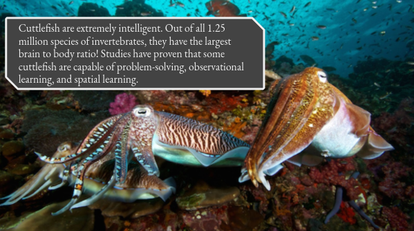 Cuttlefish_Club's tweet photo. Cuttlefish are extremely intelligent. Out of all 1.25 million species of invertebrates, they have the largest brain to body ratio! Studies have proven that some cuttlefish are capable of problem-solving, observational learning, and spatial learning.

#AcademicTwitter #animalfact https://t.co/9otWDWTjg8