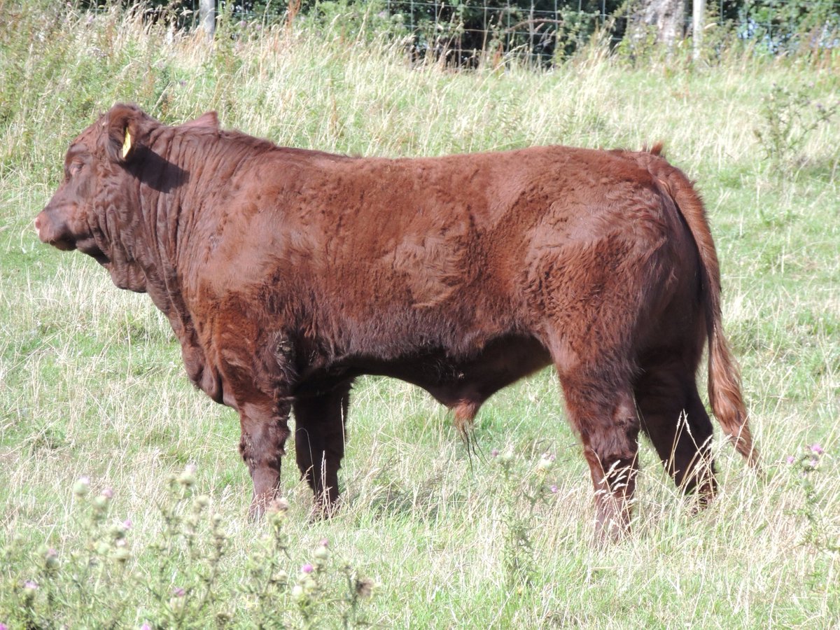 Two calves that catch the eye! Hopefully they will continue to improve and possibly make the Gentons show team for 2021! #gentonspedigreelivestock #gentonssalers #pedigreebeef #farm365 #beef #salers <a href="/SalersCattle/">Salers Cattle UK (Breed Society)</a>