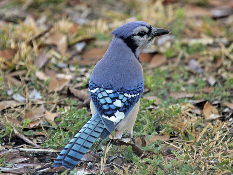 A Blue Jay perched at the tip of a tree branch. It has blue plumage atop its head and on its back and wings. White plumage is on its stomach and face. It has a short, pointy, black bill and round black eyes. Green foliage is in the background.