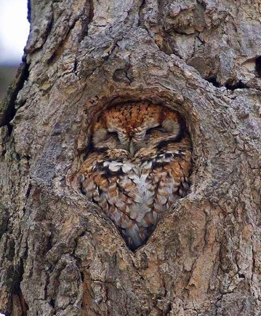 michaelastracha's tweet photo. I think I want to swap places with this beautiful owl and snuggle up in the safety of the love heart of nature until this pandamic goes away! Sounds like a cosy option to me! https://t.co/hLYBtQADOc