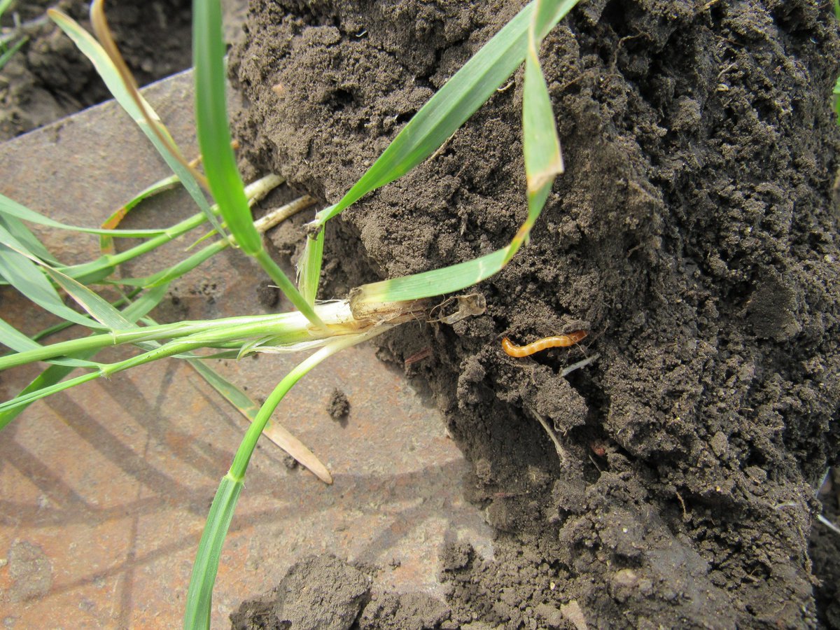 roody32609's tweet photo. It's #WirewormWednesday let's talk about crop rotations that favor wireworms. Wireworms love: corn/cereals but also feed on: soybeans, drybeans, forage crops and canola. Pictured has not had wheat for 2 seasons but look at the pressure &amp; stand loss from wireworms (Pic Flora, ND) https://t.co/lWbiEue1E5