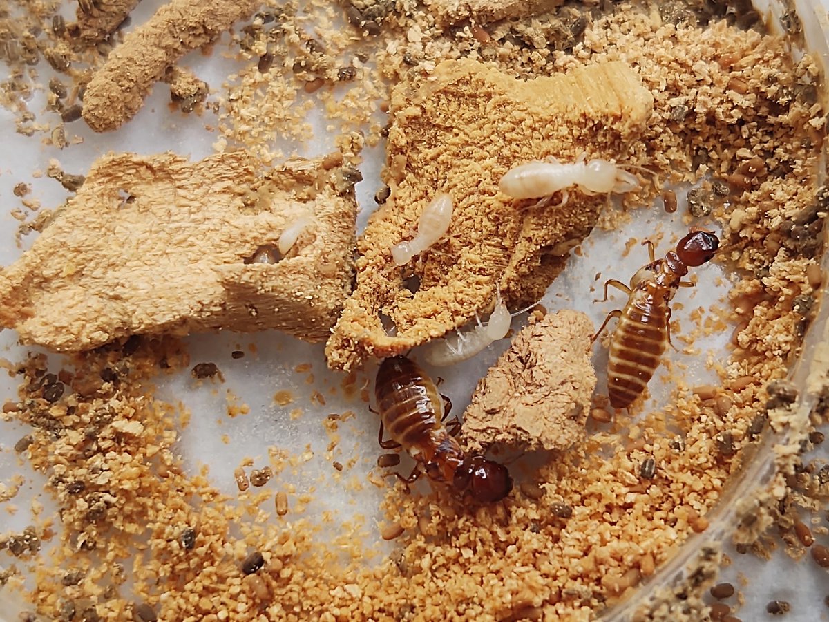 FayeJThompson's tweet photo. First paper from our #termite study system is out! #intergroupconflict increased social cohesion among colony members. During exposure to a rival colony, termites performed more 'social surveillance' to detect intruders. Read our open access paper here! https://t.co/yP03yRiHB2 https://t.co/seouHSduiZ