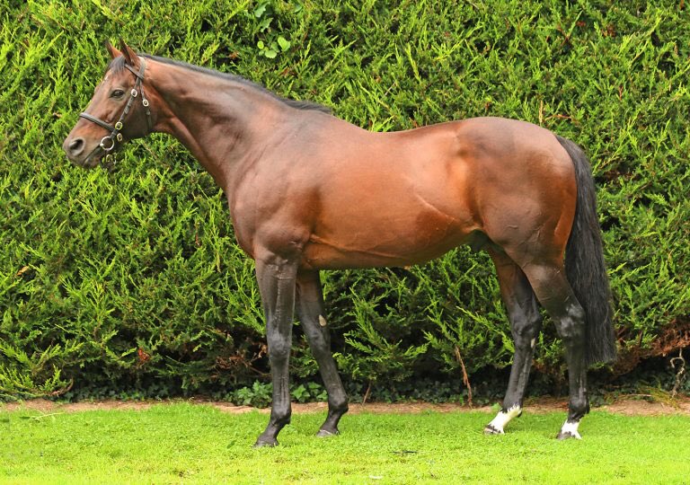 In August 2012, the great Annie Power (Shirocco- pic) made a winning debut in a <a href="/Galway_Races/">Galway Races</a> bumper and tonight, SHEWEARSITWELL (Shirocco) did the same for <a href="/ClosuttonRacing/">Closutton Racing Club</a> <a href="/WillieMullinsNH/">Willie Mullins</a> 🏆 Jockey Patrick Mullins later said the Cathal Ennis-bred winner was black-type class 🌟