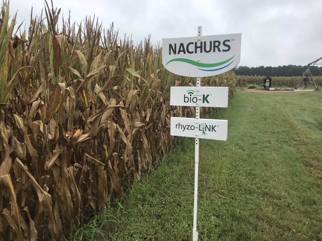 Happycheese10's tweet image. Nachurs Impulse bringing the yield to Ga. corn! #infurrow #georgiagrown