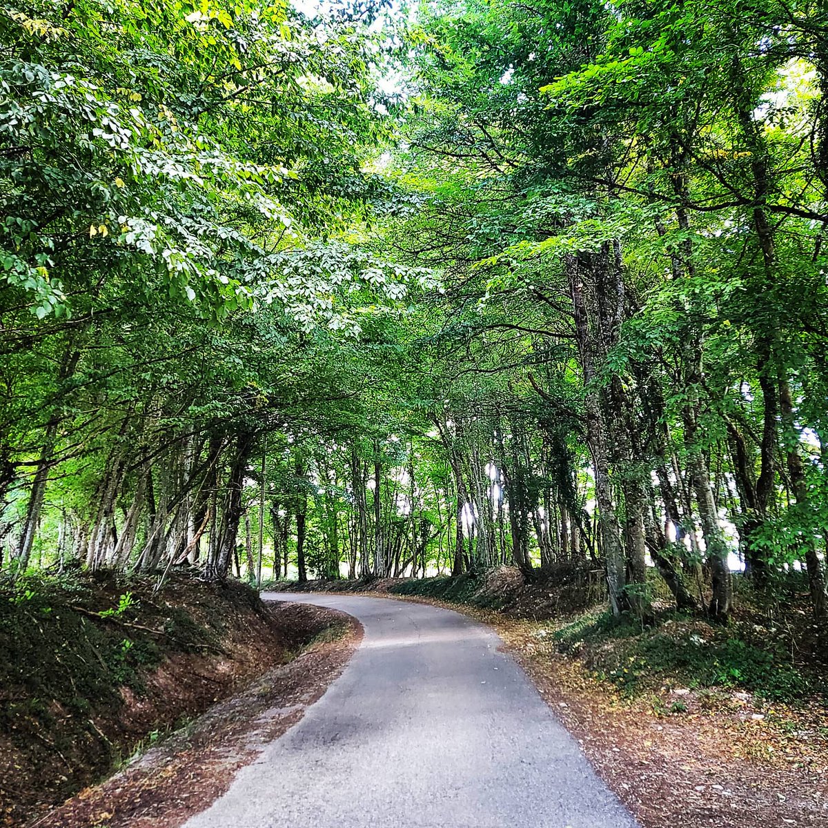 Claire_Lee's tweet photo. This morning's #NerdRun cross training 20km bike ride, featuring a new and pretty spicy trail, blackberries, and the calls of hunting black kites๐ https://t.co/4stsZfES37