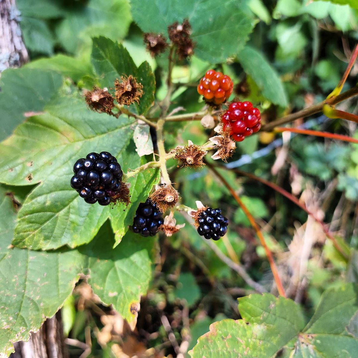 Claire_Lee's tweet photo. This morning's #NerdRun cross training 20km bike ride, featuring a new and pretty spicy trail, blackberries, and the calls of hunting black kites๐ https://t.co/4stsZfES37