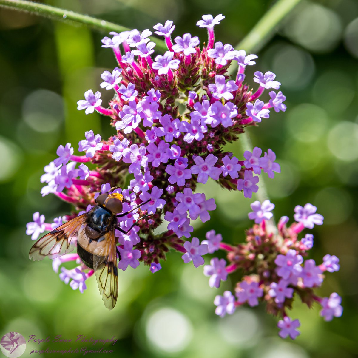 purpleswanphoto's tweet photo. #MalvernHillsHour My photos this week come from a short walk in #CripplegatePark, where I was lucky to see something I hadn’t seen before, a Great Pied Hoverfly! Very common, but I’d never seen one before! #WonderfulWednesday #positivityeveryday https://t.co/jvMd38zOqO