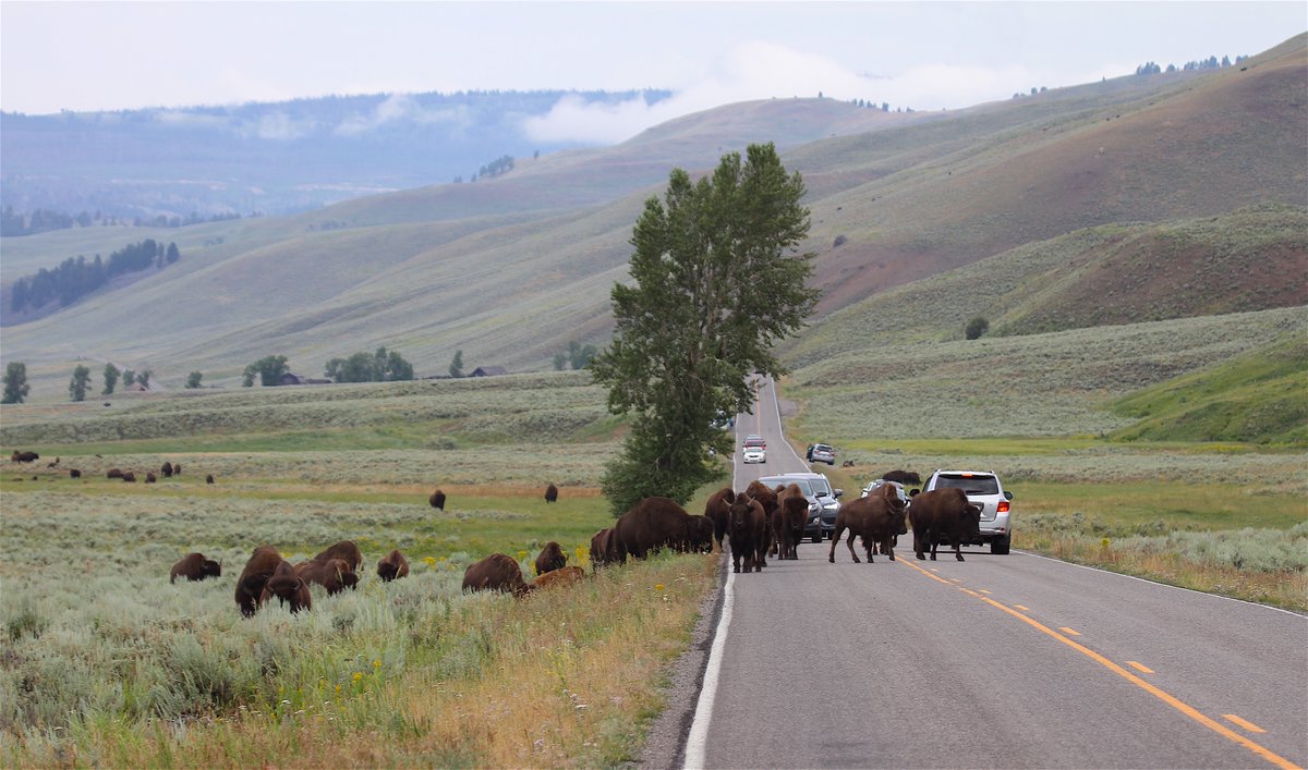 From here on out every single photo of a Bison in the road was taken today, within a roughly two hour period. Just to give you an idea of how often you'll find the kids in the road. Family groups tend to cross as a herd, with the bachelors bringing up the rear