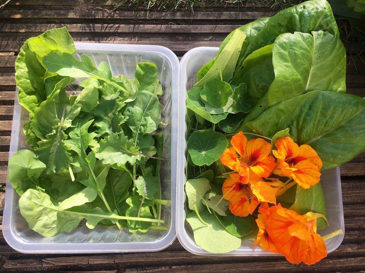 Love being able to harvest my own, homegrown, salad from the garden for dinner. Hoping that I'll soon be able to add some of my tomatoes and cucumber to the daily crop.
