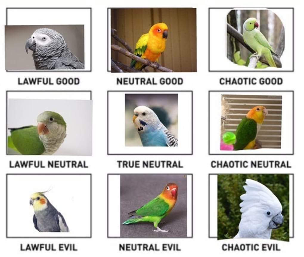 Tomi_Tapio's tweet image. (borrowed) parrot/parakeet #alignmentchart