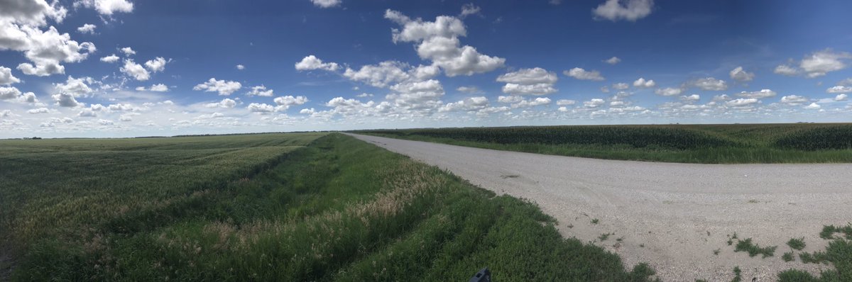 East of Emerson. Wheat and corn. I could just sit here all day and listen to the insects. True peace out here.