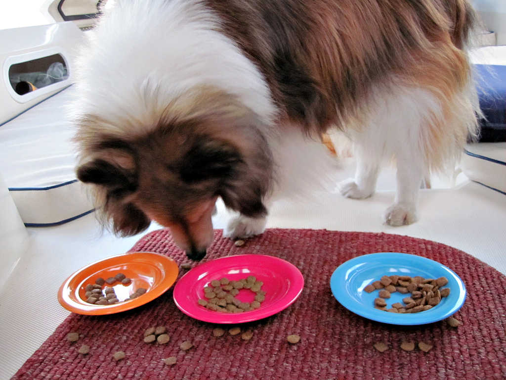 FunNashville's tweet photo. Nashville Dog Food Delivery For Free - see what Nature's Select Dog Food is like: https://t.co/KHpINA9XXr https://t.co/CZkJAtSMMe