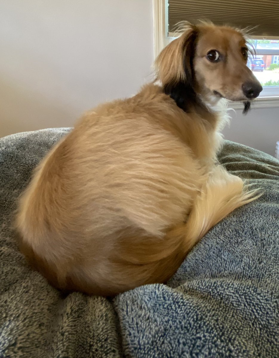 I’m on “Mask Patrol” today. I’m barking out the window at people walking with no mask!  (I’m also barking at the ones wearing a mask just to say “Thanks”)