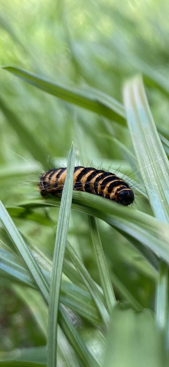 amyy_newton's tweet image. I had been having super cute caterpillars in my garden, unknown of their identification I found out that they are infact a Cinnabar Moth! A moth that is very common in my garden! 🐛🦋