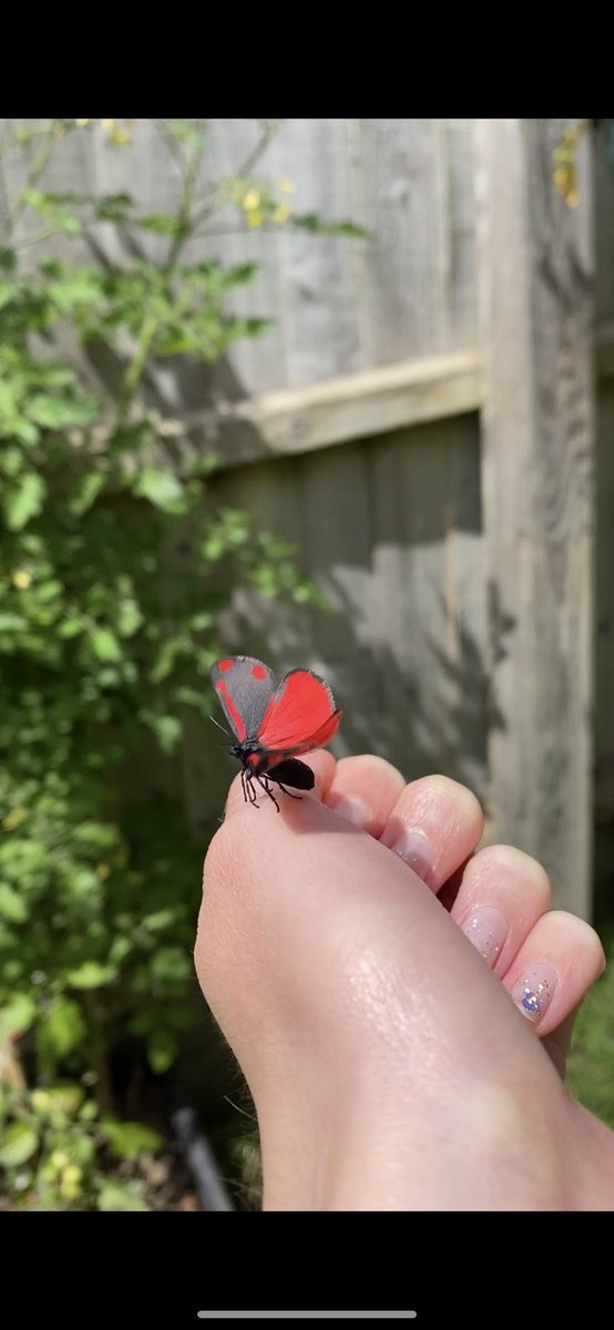 amyy_newton's tweet image. I had been having super cute caterpillars in my garden, unknown of their identification I found out that they are infact a Cinnabar Moth! A moth that is very common in my garden! 🐛🦋