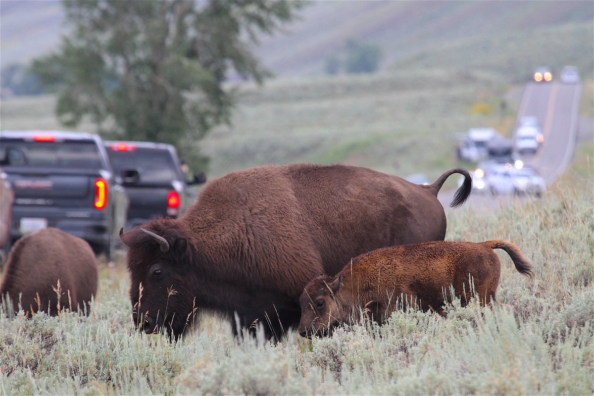 Tails up means they're ready to rumble. Best to just stop and let them pass. Bison are more than happy and def capable of trashing your car.
