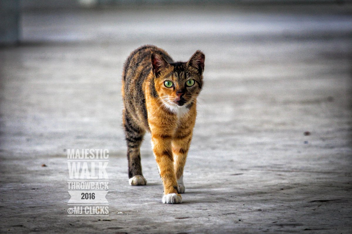 ManojsSekar's tweet photo. Different animals.. Same attitude🔥 United by cat family #MJclicks #ThrowbackClicks #photography #photographer #twitterphotography https://t.co/RmVtrZZi81