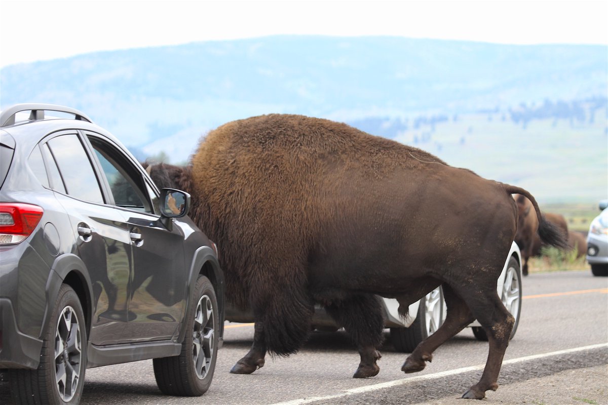 Tails up means they're ready to rumble. Best to just stop and let them pass. Bison are more than happy and def capable of trashing your car.