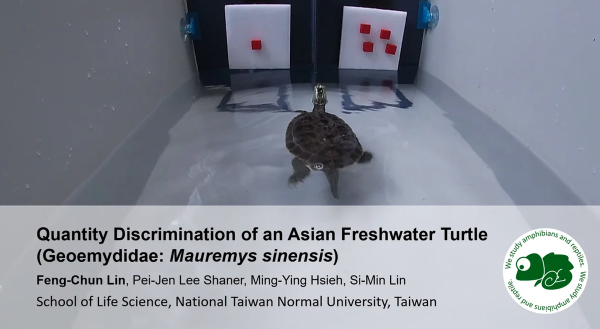 PrasadShreck's tweet photo. This #ABS2020 talk brought me immense joy. "Conclusion: Turtles are smarter than your expectation!" Exciting research showing Asian Freshwater Turtles can discriminate quantities up to 9 v 10 (and can look cute while doing it). 🐢💚🐢 https://t.co/b9FKew1mWu