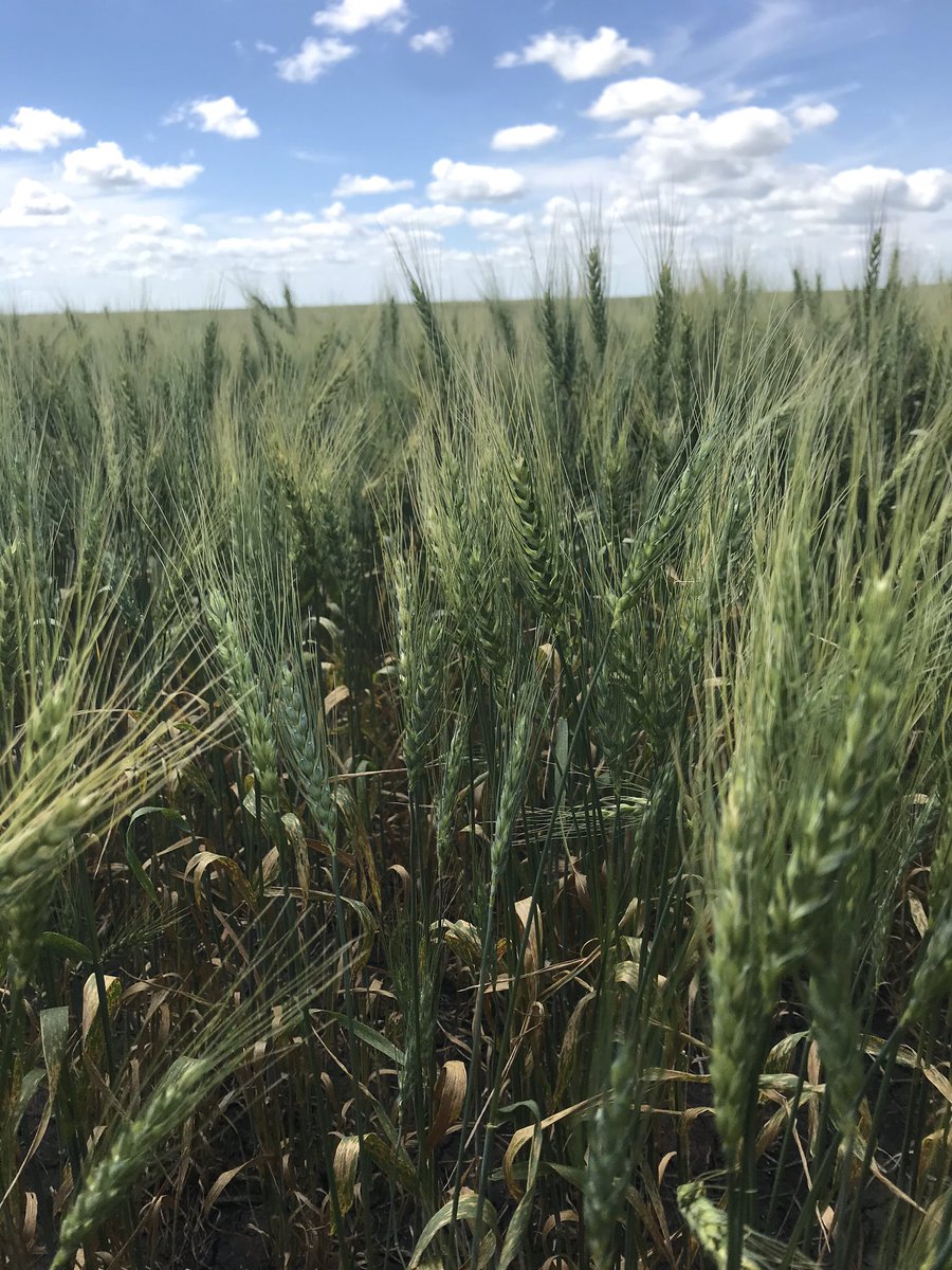 Another award winning   #wheat crop!I’m so proud of what the farmers have accomplished this growing season!