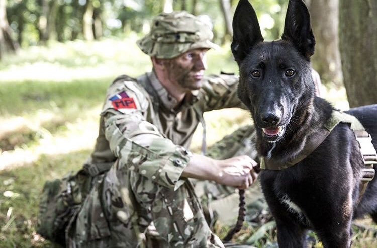 The #RAFPolice High Readiness Dog Unit provides specialist Military Working Dogs Teams to the @RoyalAirForce and are held at readiness to deploy worldwide. Within the UK the HRDU conducts a wide variety of specialist search MWDs in order to complete operational taskings.