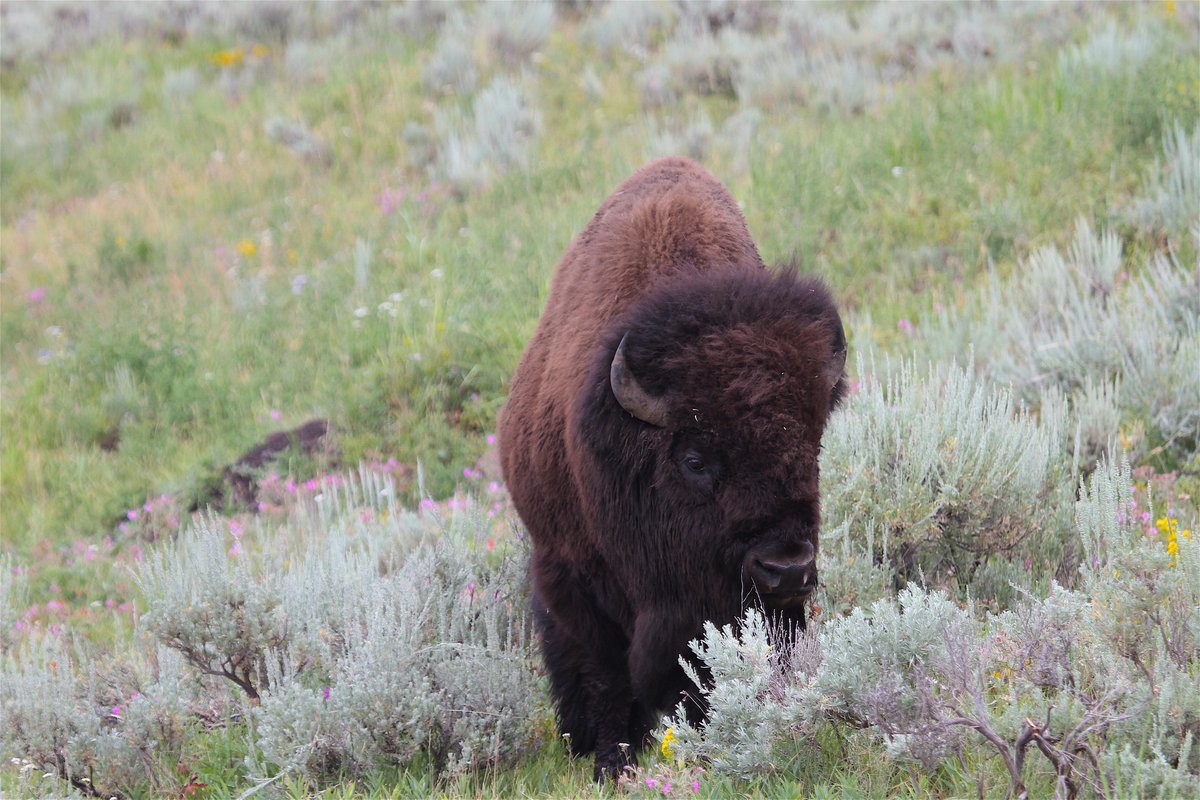 The bachelor bulls hoping for some loving, hang out on the edges of the herd. Their frustrations making them more prone to be aggressive. An initial challenge might begin with the stare down.