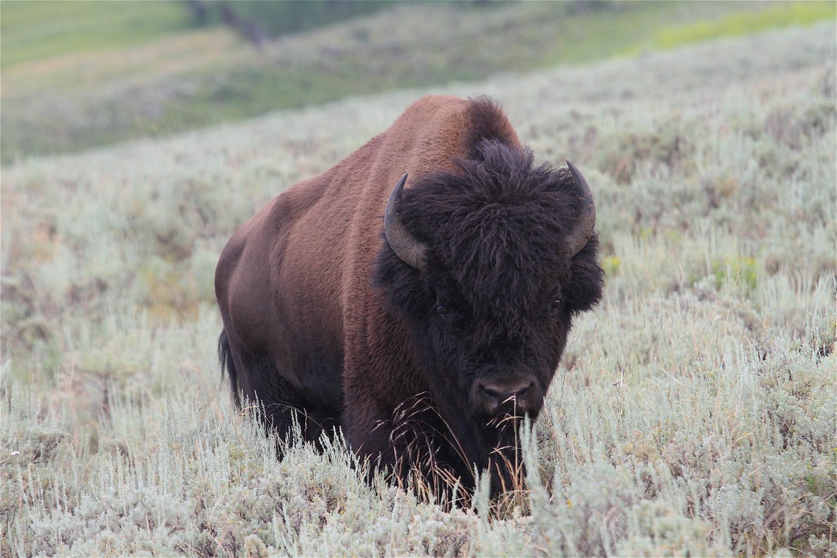 The bachelor bulls hoping for some loving, hang out on the edges of the herd. Their frustrations making them more prone to be aggressive. An initial challenge might begin with the stare down.