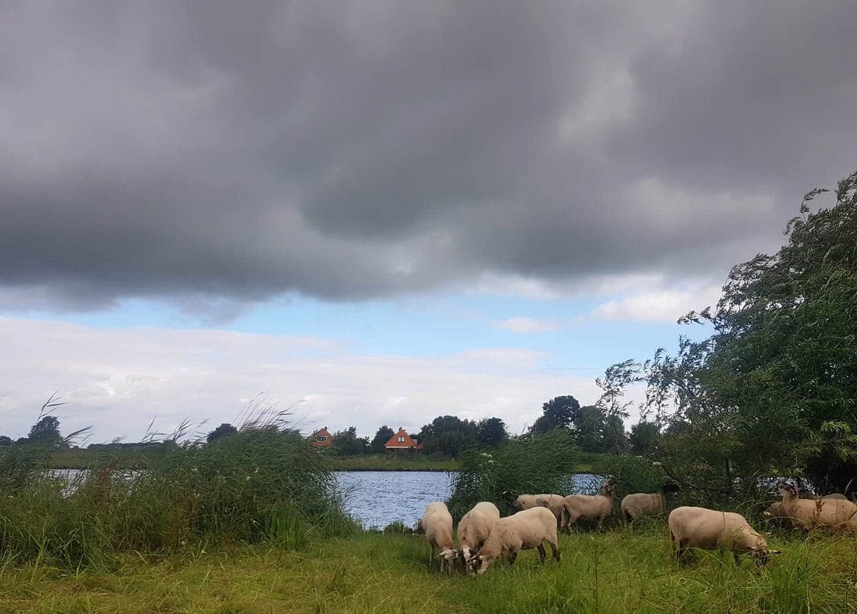 Hollands plaatje ⛅🐑 @westerveldsebos <a href="/Gemeente_Zwolle/">Gemeente Zwolle</a> #zwartewater #westerveldsebos @wspnoord  #noorderkolk #begrazen #schapenophetdroge