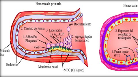 El efecto de TXA2