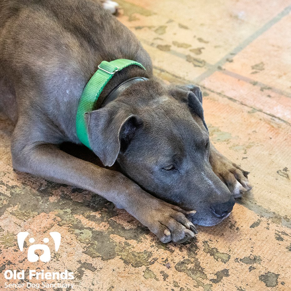 oldfriendssds's tweet photo. "No matter what the angle, I am flying!"- Tank
#ofsds #ofsdstank #seniordogs #imflying https://t.co/hHOc3d0nht