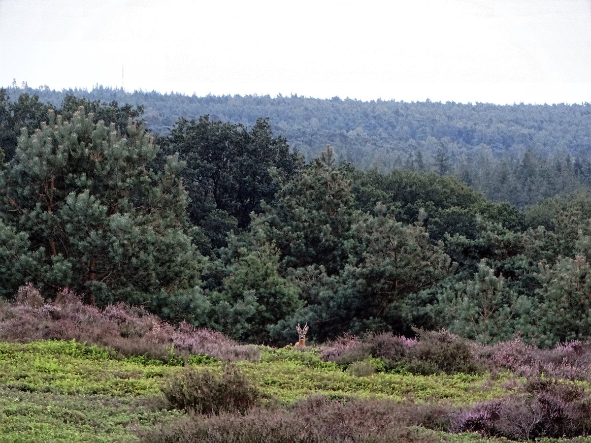 Wie goed kijkt.. kijkt zijn ogen uit. 
Welkom op de #SallandseHeuvelrug!
@Natuurmonument <a href="/staatsbosbeheer/">Staatsbosbeheer</a> 
<a href="/NationaalParksh/">Sallandse Heuvelrug</a>