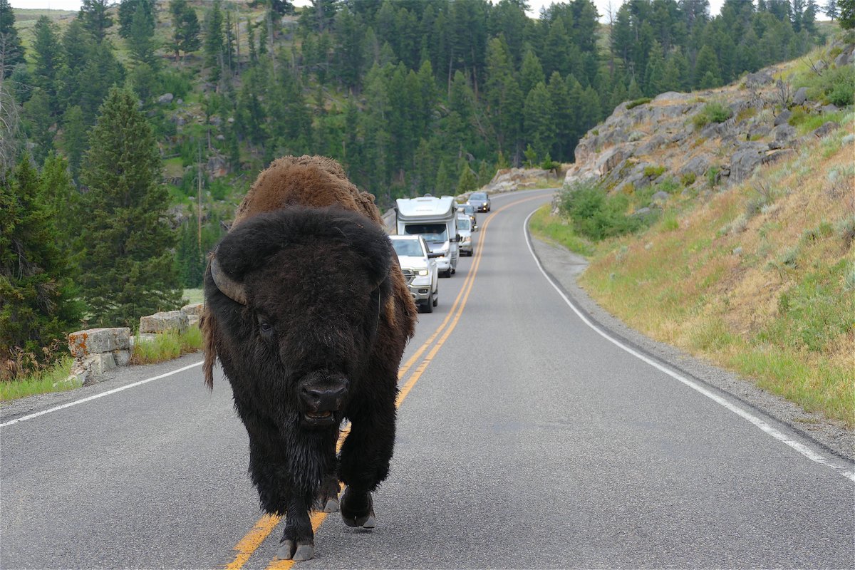 They'll stare you down in your car just as they'll stare you down standing by your car. It's these bulls on the outskirts of the herd that IMHO you have to watch out for. Not to be confused with the bachelor herd far away from the action, they're pretty easy.