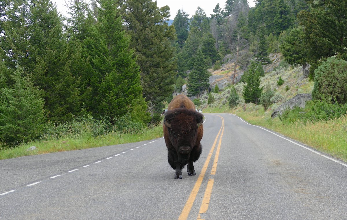 They'll stare you down in your car just as they'll stare you down standing by your car. It's these bulls on the outskirts of the herd that IMHO you have to watch out for. Not to be confused with the bachelor herd far away from the action, they're pretty easy.