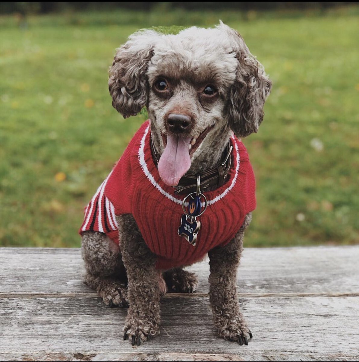 SPEWYouVoldy's tweet photo. @ANDREW1ALBERTT Poodles! But I’m biased. https://t.co/Ad9mNU4gAP