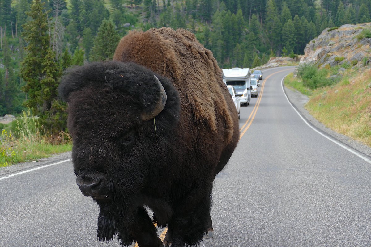 So here's the planHe's walking down the road towards you. Just stop and let him walk past. don't roll up on him too close. This one was feeling it and didn't offer much room, he walked past me very close and I didn't take any photo's as he did so as not to set him off.