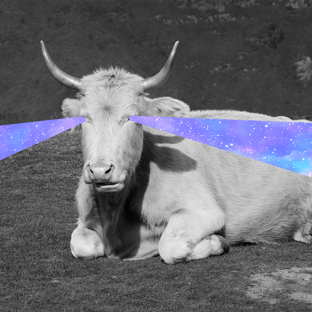 yak_live's tweet photo. Me actively trying to stand up after watching ten livestreams in a row.⁠
⁠
#livestreams #live #yaklive https://t.co/TP9iDJ4FGs