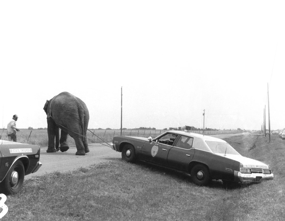 An elephant tows a Kansas Highway Patrol car out of a ditch in the 1970s.

#ThrowbackThursday