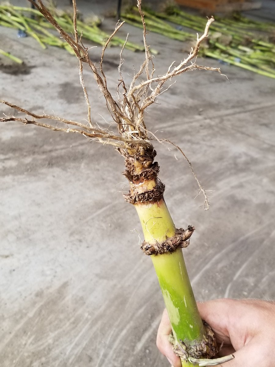 Just finished rating my last corn rootworm study for the year. The performance of some insecticides was less than desired. Bad year for rootworms in parts of MN. Most issues in non rotated. #mnag <a href="/mncorn/">MN Corn Growers</a> <a href="/UMN_Entomology/">UMN Entomology Dept</a>