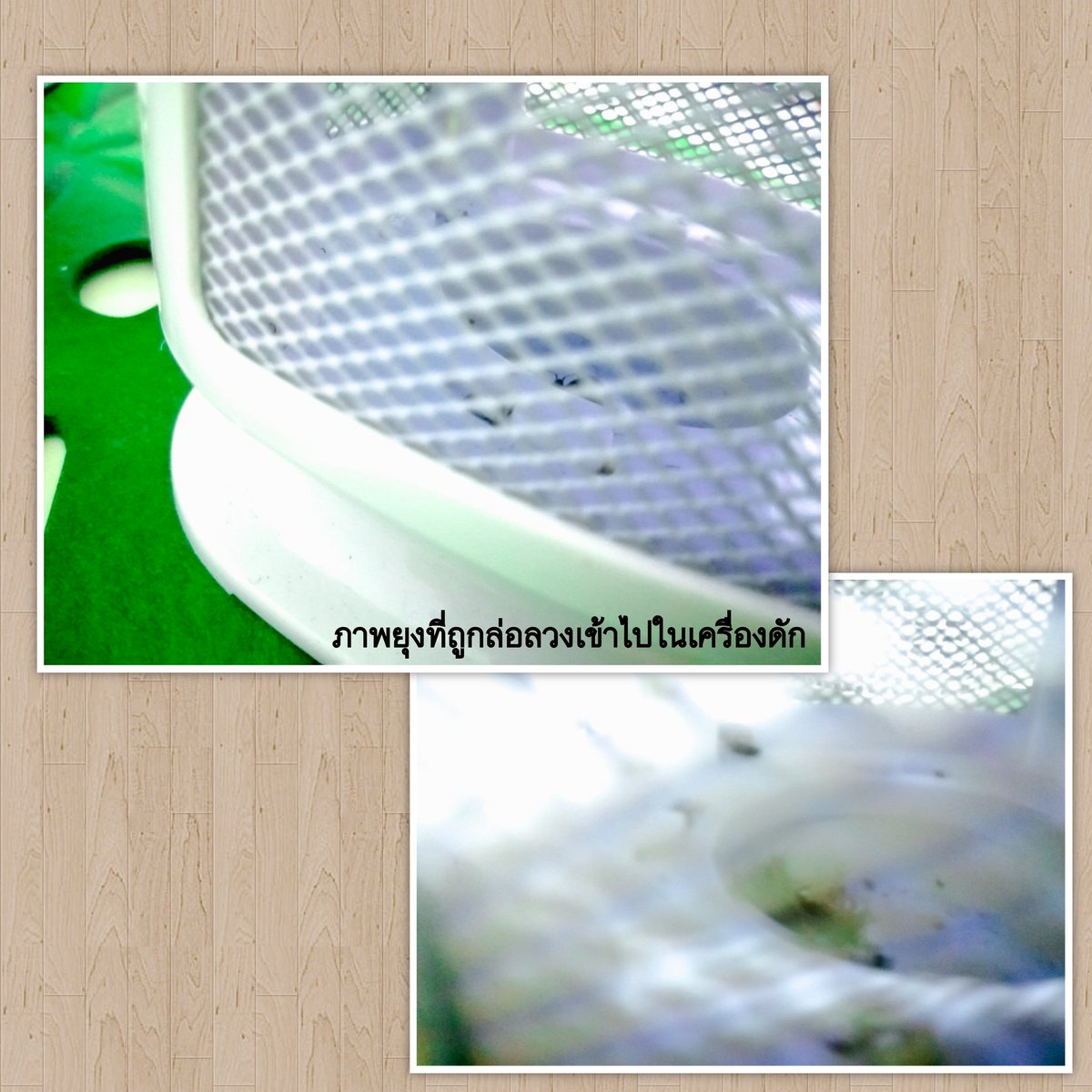 iampopsterrrrr's tweet image. นี่ เรามีเครื่องดักยุงมาแนะนำ ทดลองใช้มาเดือนนึงละ เป็นหัว usb ต่อกับอะแดปเตอร์แล้วเสียบปลั๊กได้ เปิดแล้วจะมีแสงไฟม่วงๆน้ำเงินๆออกมา ตั้งให้ห่างจากตัวเราหน่อย ทีนี้ยุงมันก็จะบินโง่ๆเข้าไปข้างในตามแสงเว้ย แล้วก็หล่นตุ้บลงในกรงที่เห็น 555555 
#เครื่องดักยุง #Alectric #Topvalue