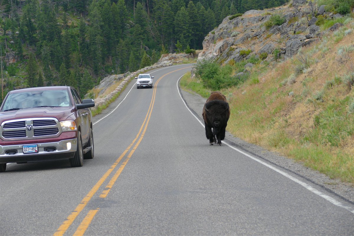 Scenario He's walking down the road away from you but in the opposite lane. Stay to his offside, slow down big times, nearly matching his speed and slowly roll past, don't start nothing, won't be nothing, Bison just want some respect. The guy in the truck did well