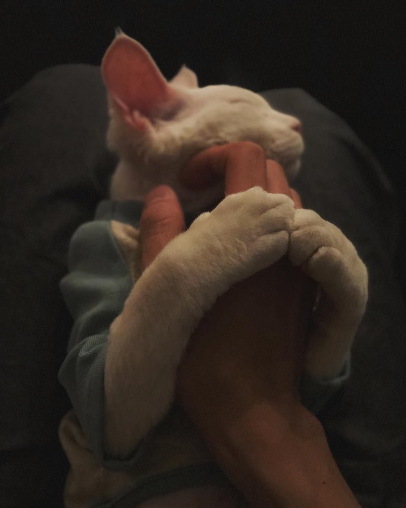 he is the best cat dad in the world like he treats his cats with the utmost love calls them his sons (his words not mine) i’m telling you latte, pudding, cupcake and king are the luckiest felines in the world!