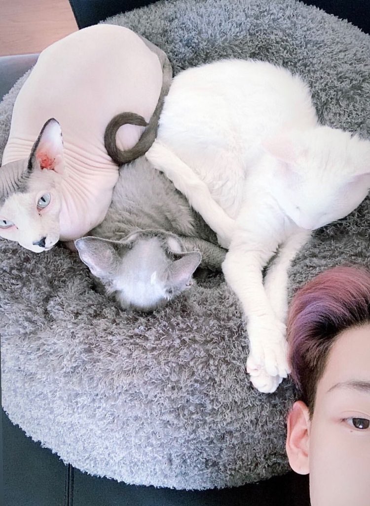 he is the best cat dad in the world like he treats his cats with the utmost love calls them his sons (his words not mine) i’m telling you latte, pudding, cupcake and king are the luckiest felines in the world!