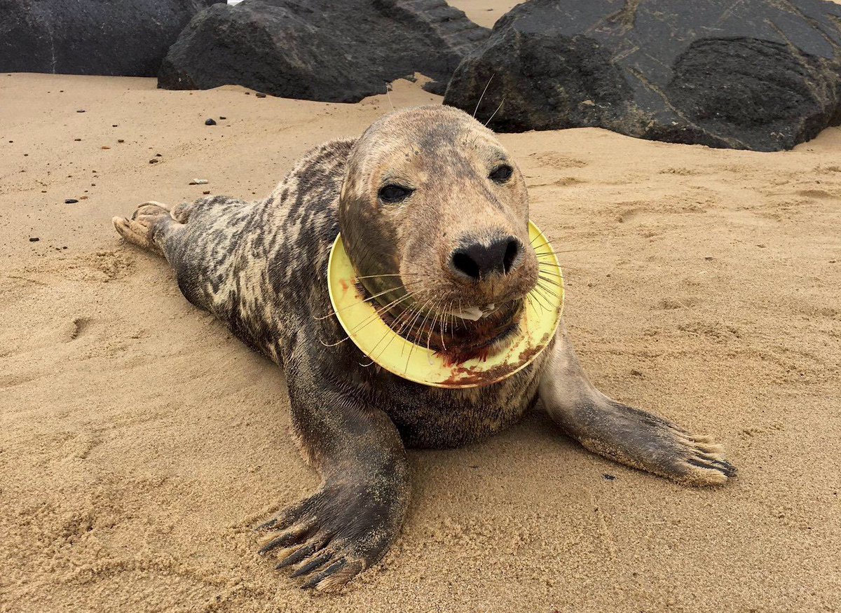 Really disappointed and concerned that <a href="/PetsatHome/">Pets at Home</a> are stocking these Toys after all the warnings regarding injured Seals.
If you must use this kind of toy please please take it home to avoid injuries like what’s shown in the second Photo .