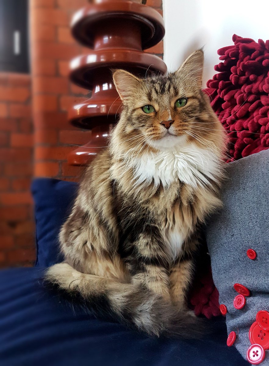 Postal-delay-broken-intercom-now-on-third-redelivery nightmare has meant that Kefir is deprived of Thrive. Send help. Before he eats me. #HeIsNotAmused 

Nb. He has plenty of cat food, just none of it is <a href="/ThrivePetFoods/">Thrive Pet Foods</a> 😳