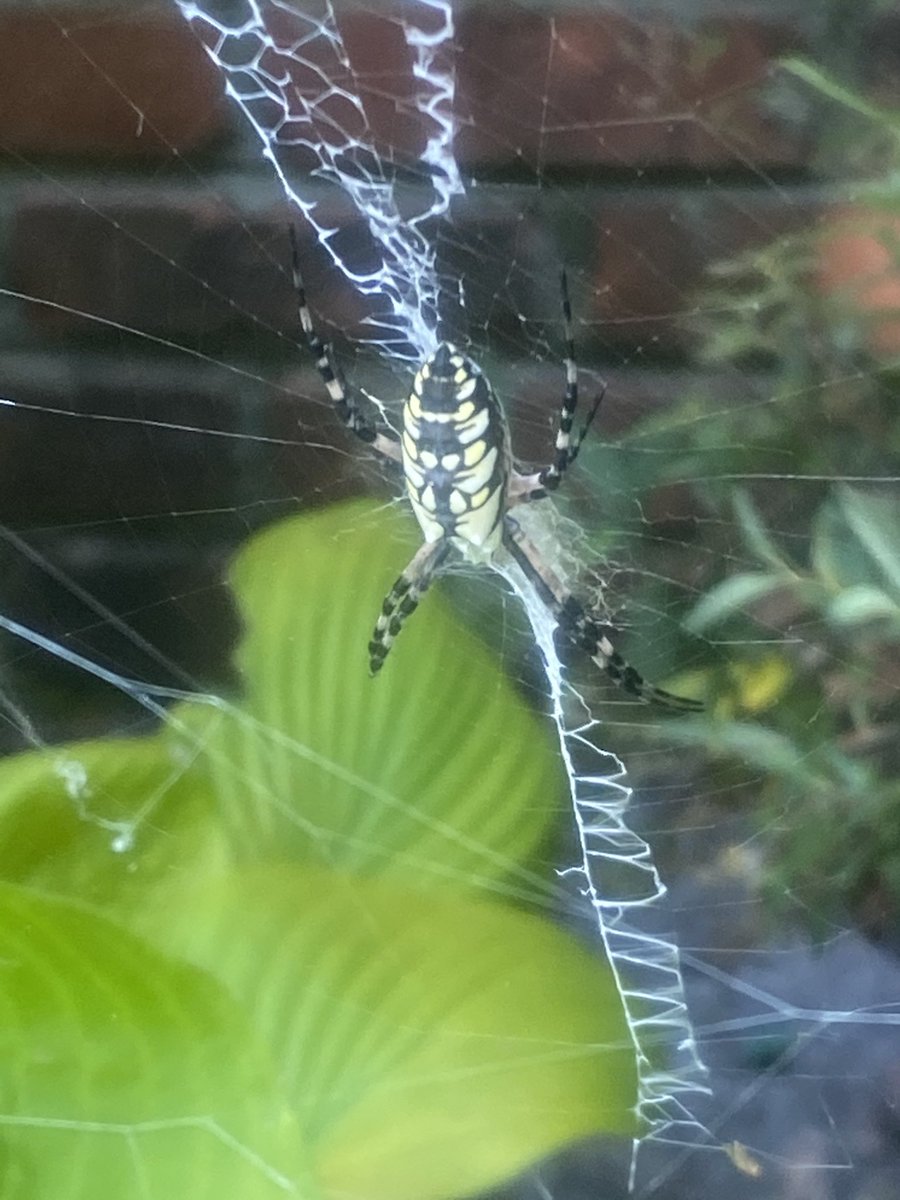 mrsbrolareads's tweet image. I ❤️ Wednesdays at Summer Camp because we do a directed draw and write about it. My 1st group decided the 🦈 should eat ice cream 🍦 but my 2nd group decided it should eat the spider 🕷 that has been sitting behind me all week! 😂 #VBAlwaysLearning @RosemontForest