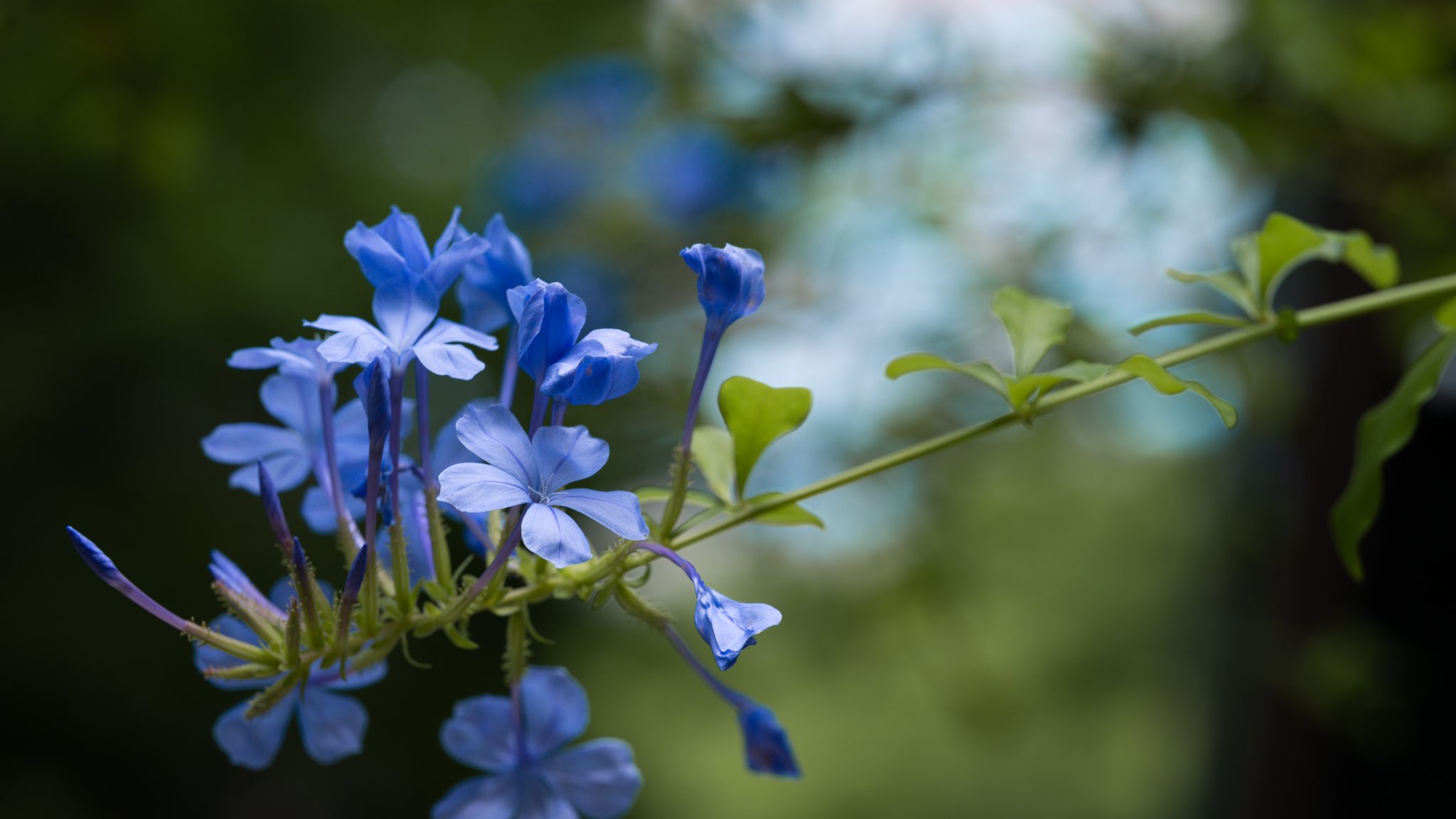 Takao ルリマツリ ルリマツリが咲いていました 南アフリカ原産 ルリは花の色から マツリはマツリカ ジャスミン に似ていることからつけられました 花期が5 11月ととても長い期間咲いてくれます 花言葉は いつも明るい Takao ルリマツリ ルリマツリが咲いていました 南アフリカ原産 ルリは花の色から マツリはマツリカ ジャスミン に似ていることからつけられました 花期が5 11月ととても長い期間咲いてくれます 花言葉は いつも明るい