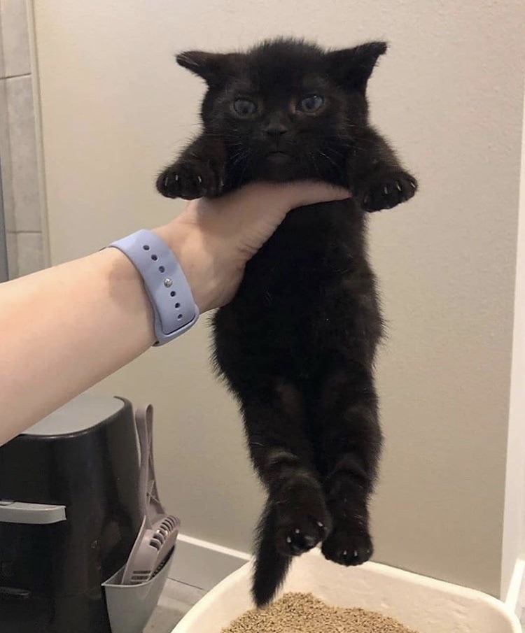 Hola, te tengo algo.

@healingenchant