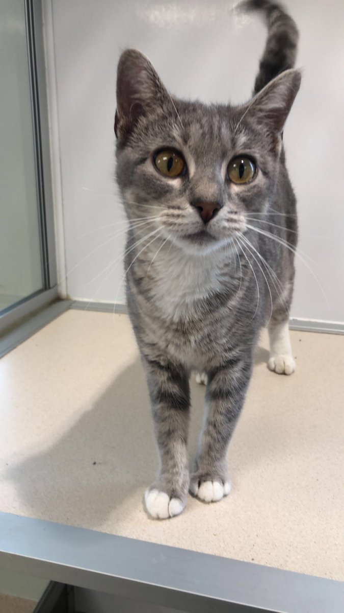 SMASAdopt's tweet photo. Jenny here is available for adoption. She is 1 years old, loves attention and cuddles. Go to https://t.co/sW4QntO88f and put an application in to get a new best friend! Adoption fee is only $15 for a limited time! #Shelter #animal #foreverhome https://t.co/13VkhbCQam