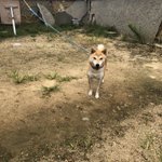 愛犬を撮ってみた結果？ヘタクソな合成画像みたいになった!