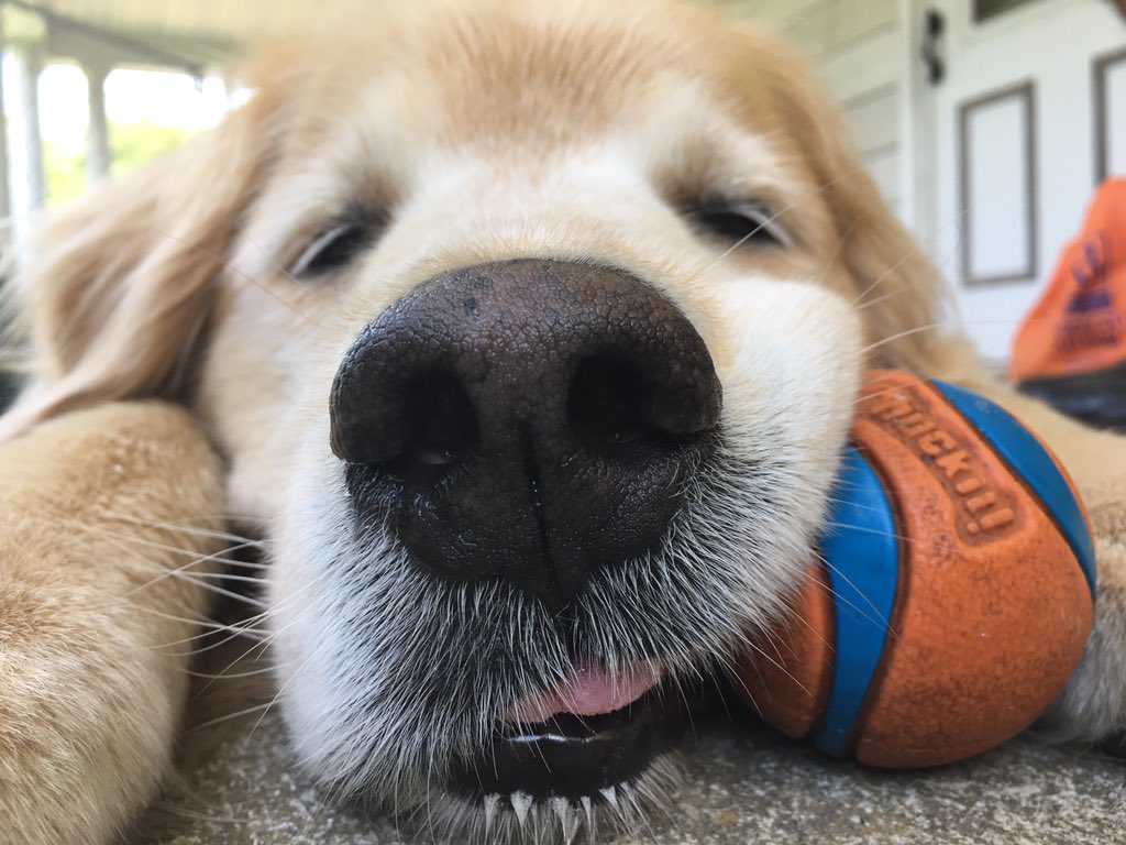 PoindexterPark's tweet photo. When you want to play ball, but you just can’t help but take a nap instead...
#goldenretriever #chuckitball #playtime #playball #fetch #naptime #dognap #sleepydog #boopmynose #boop #boopthesnoot #happydog #dogsoftwitter #happygolden #closeup #seniordog #goldenoldie #cville https://t.co/cC8T4v9P7g